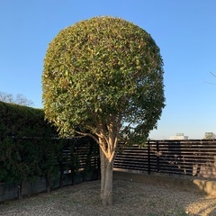 金木犀(きんもくせい)の画像