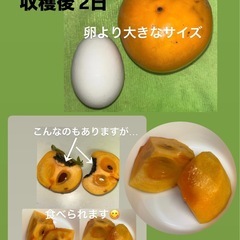柿(5〜10個)の画像