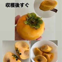 柿(5〜10個)の画像