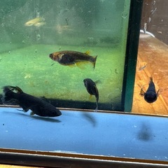 メダカ 心龍🐉道 2ペア オスはスワロータイプの画像