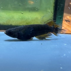 メダカ 心龍🐉道 2ペア オスはスワロータイプの画像