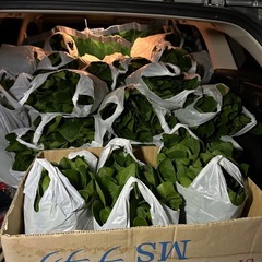 ほうれん草 1kg800円❗️❗️の画像