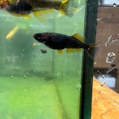 メダカ 心龍🐉道 2ペア オスはスワロータイプの画像