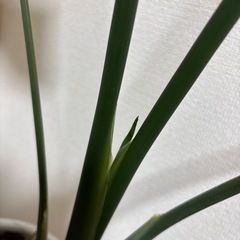 ストレリチアの画像