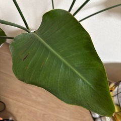 ストレリチアの画像