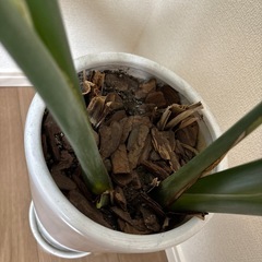 ストレリチアの画像