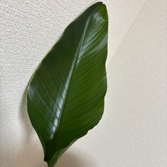 ストレリチアの画像