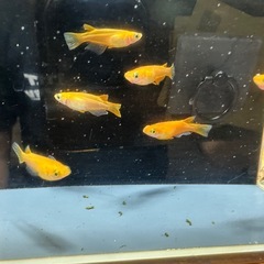 メダカ 楊貴妃 3ペアの画像