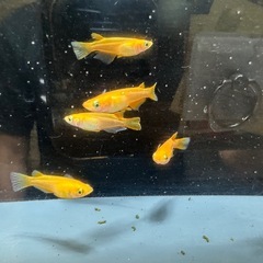 メダカ 楊貴妃 3ペアの画像