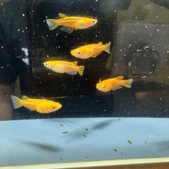 メダカ 楊貴妃 3ペアの画像
