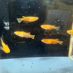 メダカ 楊貴妃 3ペアの画像