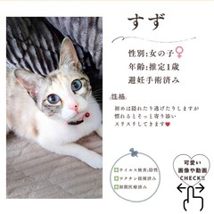 11/16(日)10:30〜保護猫の譲渡会【ぬくもりの館】③大刀洗町