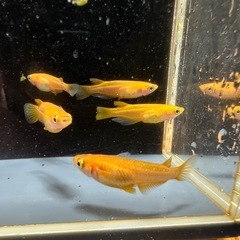 メダカ 紅帝 2ペア＋メスの画像