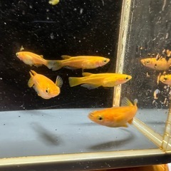 メダカ 紅帝 2ペア＋メスの画像