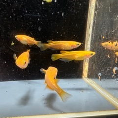 メダカ 紅帝 2ペア＋メスの画像