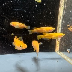 メダカ 紅帝 2ペア＋メスの画像