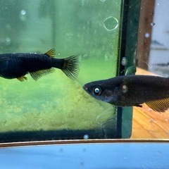 メダカ シーラカンス🐉 2ペアの画像