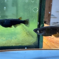 メダカ シーラカンス🐉 2ペアの画像