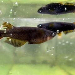 メダカ シーラカンス🐉 2ペアの画像