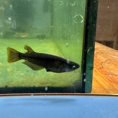 メダカ シーラカンス🐉 2ペアの画像