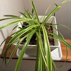 観葉植物🪴オリヅルランの画像