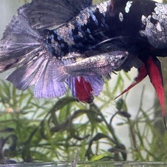 ベタ　ネビュラ　ギャラクシー　プラカット　稚魚　2センチ程度　10匹の画像