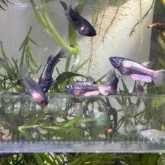 ベタ　ネビュラ　ギャラクシー　プラカット　稚魚　2センチ程度　10匹の画像