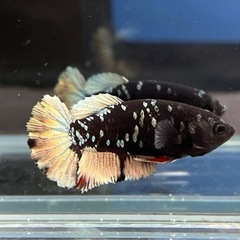 ベタ　ネビュラ　ギャラクシー　プラカット　稚魚　2センチ程度　10匹の画像