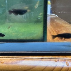 メダカ 黒心龍🐉黒極み 1ペア＋メスの画像