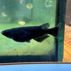 メダカ 黒心龍🐉黒極み 1ペア＋メスの画像