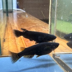 メダカ 黒心龍🐉黒極み 1ペア＋メスの画像