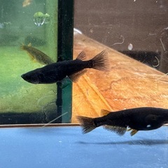 メダカ 黒心龍🐉黒極み 1ペア＋メスの画像