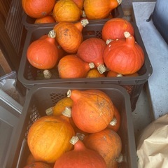 カボチャ100円の画像