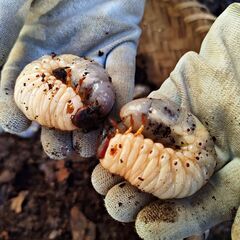 岐阜県 国産 カブトムシ 幼虫 まとめて クヌギ 腐葉土 大きい とても元気 日本の画像