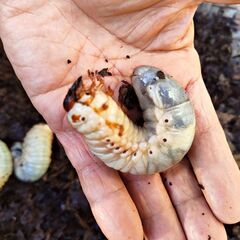 岐阜県 国産 カブトムシ 幼虫 まとめて クヌギ 腐葉土 大きい とても元気 日本の画像