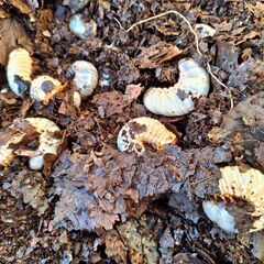 岐阜県 国産 カブトムシ 幼虫 まとめて クヌギ 腐葉土 大きい とても元気 日本の画像