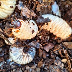岐阜県 国産 カブトムシ 幼虫 まとめて クヌギ 腐葉土 大きい とても元気 日本の画像