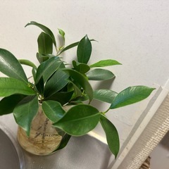 ガジュマル  の画像