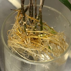 ガジュマル  の画像