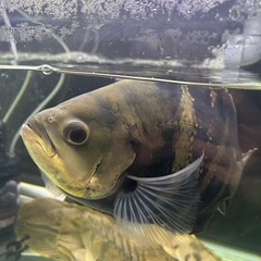 ワイルドオスカークラシピンニスの画像