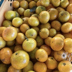 みかん10キロ！土曜日お渡し限定の画像