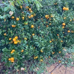 みかん10キロ！土曜日お渡し限定の画像