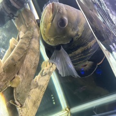 ワイルドオスカークラシピンニスの画像