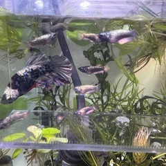 ベタ　ネビュラ　ギャラクシー　稚魚　2センチ　10匹の画像