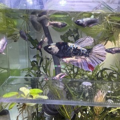 ベタ　ネビュラ　ギャラクシー　稚魚　2センチ　10匹の画像