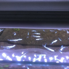 マリアージュロングフィン1ペアの画像