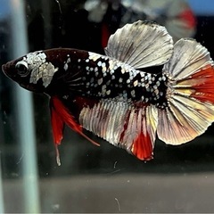 ベタ　ネビュラ　ギャラクシー　稚魚　2センチ　10匹の画像