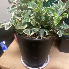 フラワー×リユースの画像