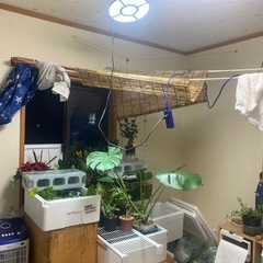 フラワー×リユースの画像