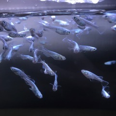 マリアージュロングフィン1ペアの画像